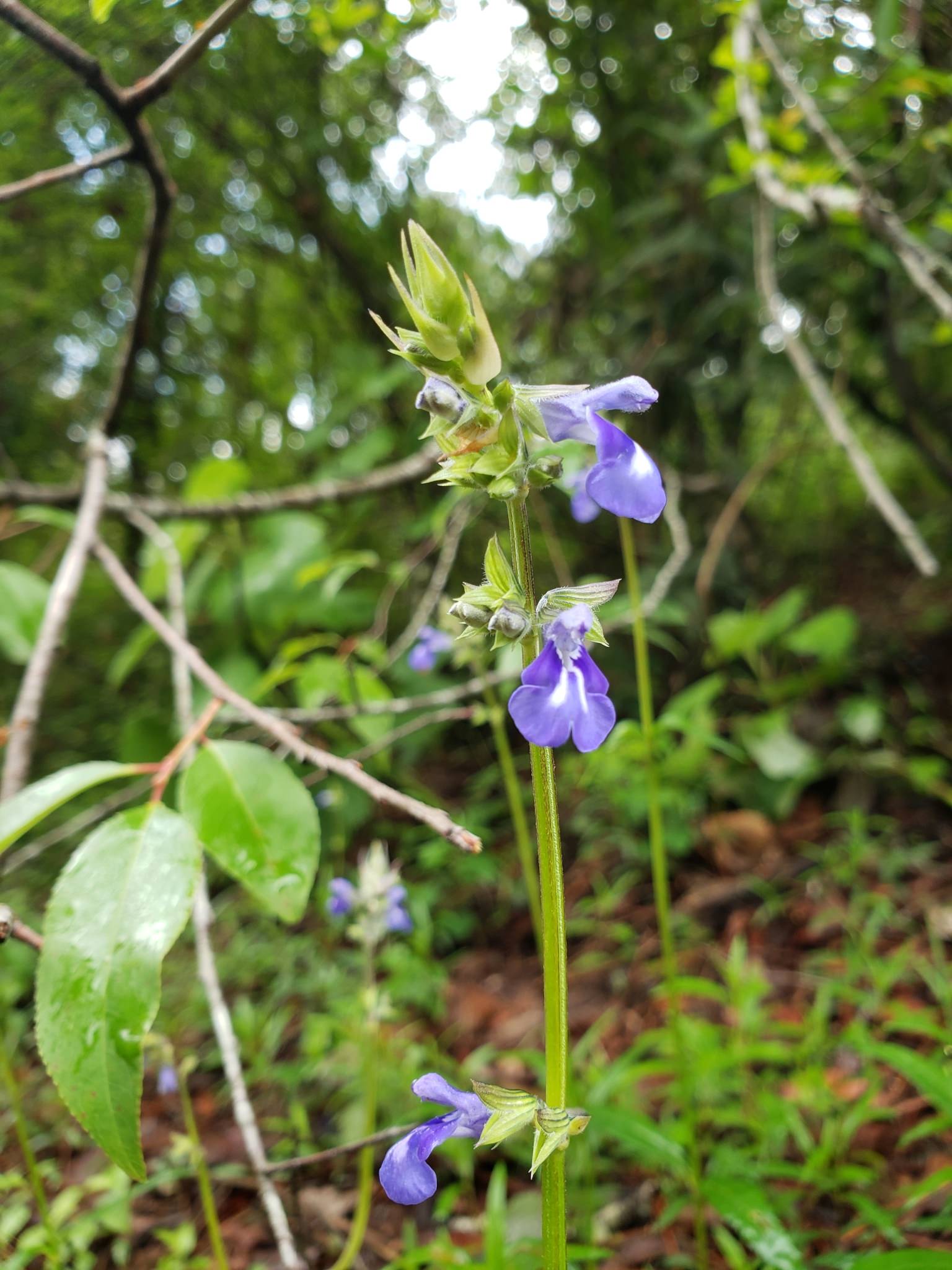 Salvia laevis